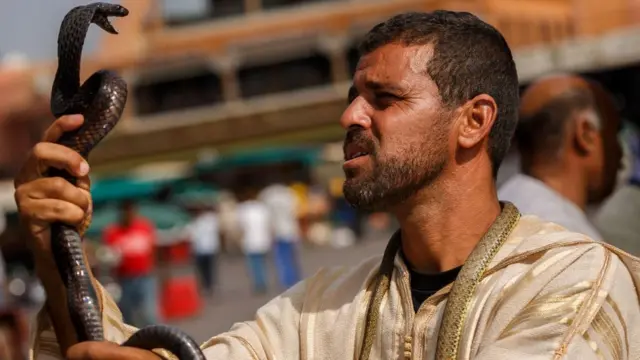 En Afrique, on estime que jusqu'à 90 % des anti-venins disponibles sont inefficaces.