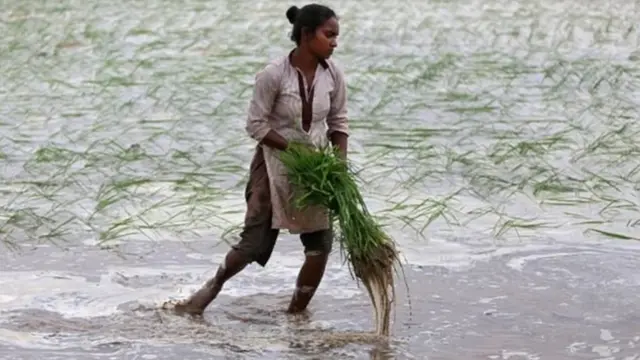 तांदूळ शेती