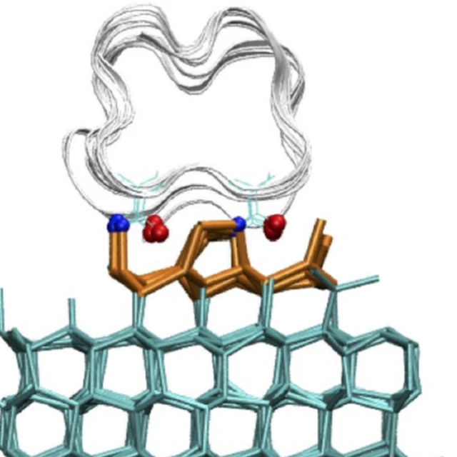 Ilustración que muestra la proteína anclándose a la superficie del hielo