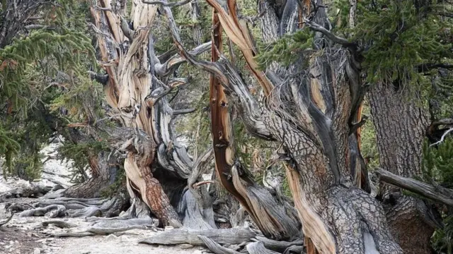 গ্রেট বেসিন ব্রিসেলকোন পাইন।