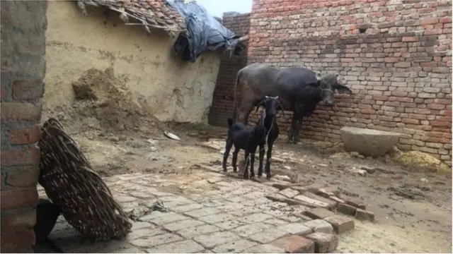 పశువులు