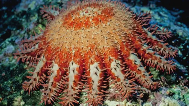 க்ரவுன் தார்ன் ஸ்டார் ஃபிஷ்