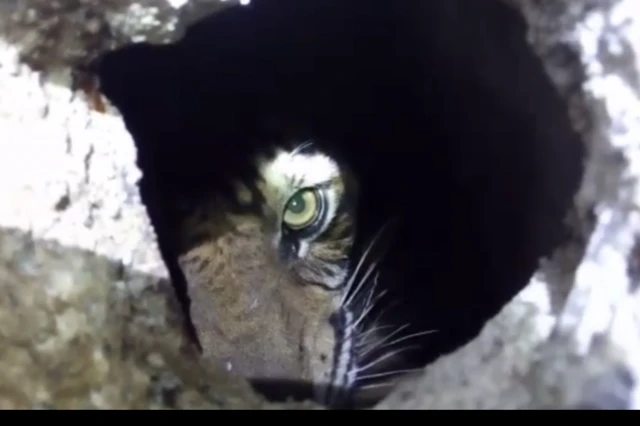 Harimau di kolong ruko.