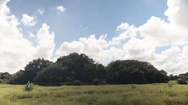 थिम्मम्मा मारिमनु