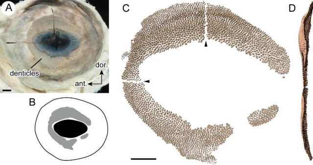 Denticles หรือโครงสร้างคล้ายฟันขนาดเล็กหลายร้อยซี่ (C) อยู่ล้อมรอบดวงตาของฉลามวาฬ (A)