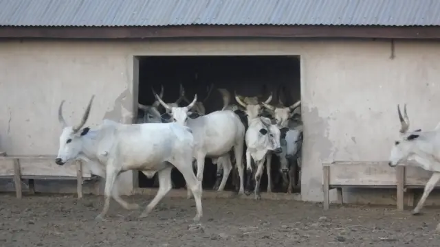 Rayuwar mutanen Benue a cikin hotuna