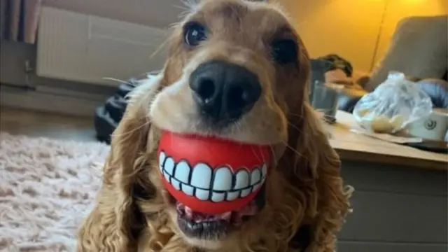 Üzerinde diş desenleri olan bir topu ağzında tutan köpek.