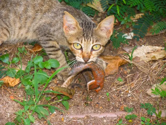 Gato com lagarto na boca