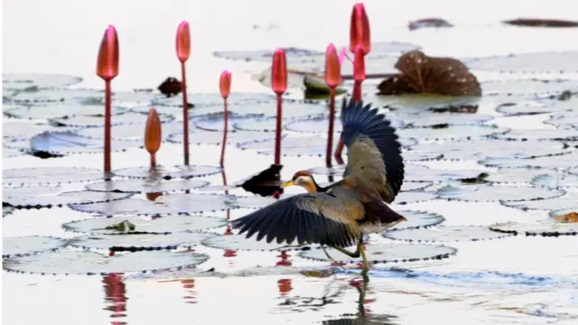 জাহাঙ্গীরনগর বিশ্ববিদ্যালয়ের জলাশয়ে পরিযায়ী পাখি।