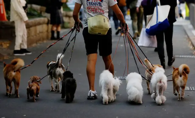 Dog walker in Japan
