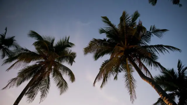 पेड़, गावा