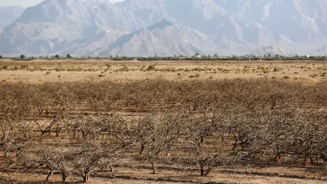 یک باغ پسته خشکیده در نزدیکی سیرجان
