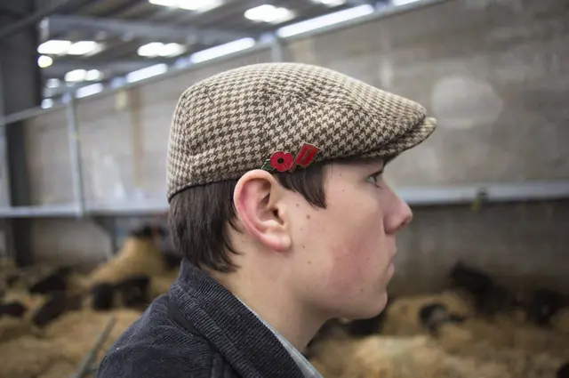 سوق الماشية