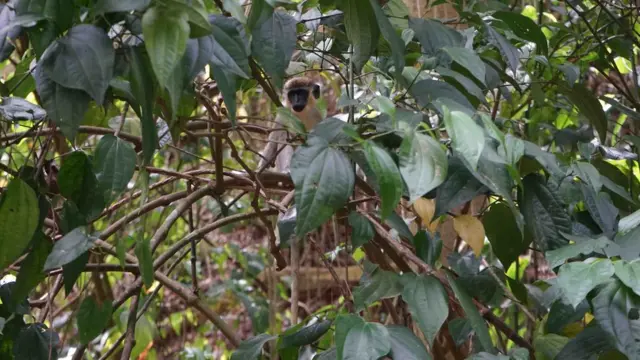 Un mono en su hábitat silvestre.