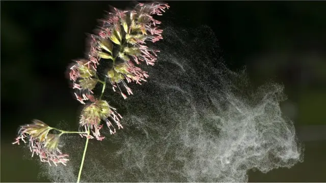 바람을 통해 수분하는 식물도 있지만, 벌과 같은 곤충이 수분 매개자가 되는 식물도 있다