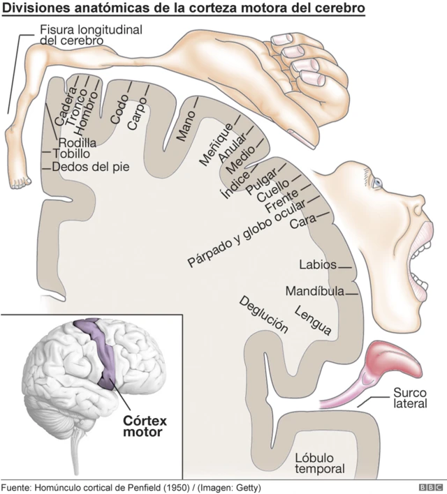 Homúnculo cortical: representación pictórica de las divisiones anatómicas de la corteza motora primaria