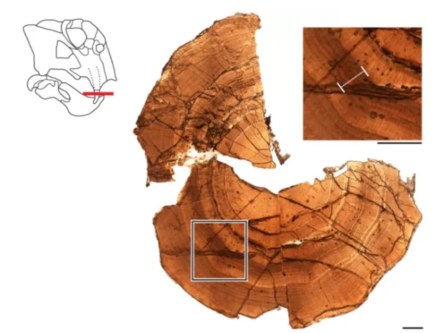 งาที่จะงอยปากถูกตัดขวาง เผยให้เห็นวงปีที่เรียงตัวผิดปกติ (กรอบด้านขวาบน) ซึ่งแสดงว่ามีการจำศีลบ่อยครั้ง