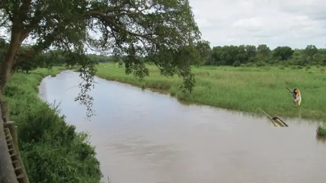 હાથી અને સિંહણ