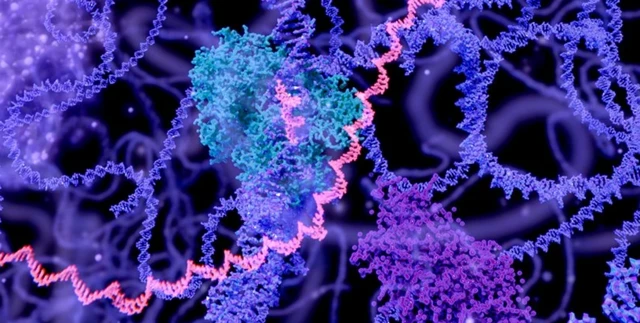 รูปอาร์เอ็นเอหลายชนิด