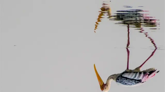 பிரதிபலிப்பு