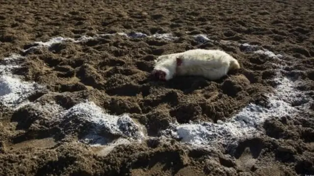 Казакстан оюндун тайказансыз вариантын жактайт