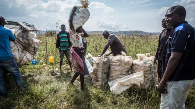 Ndị ọrụubi na-akọpụta ọka