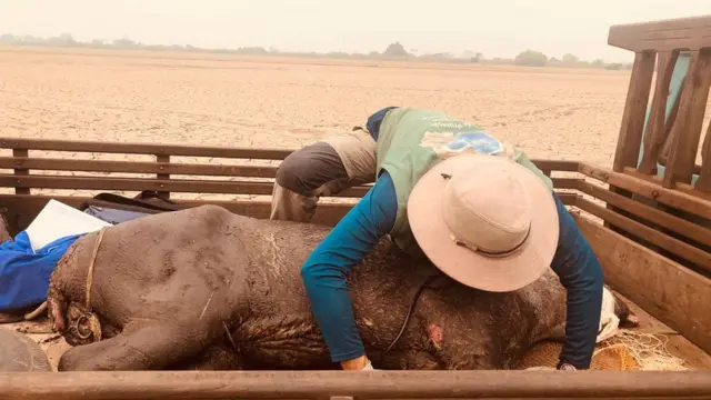 Anta atingida por incêndio é resgatada por voluntários no Pantanal