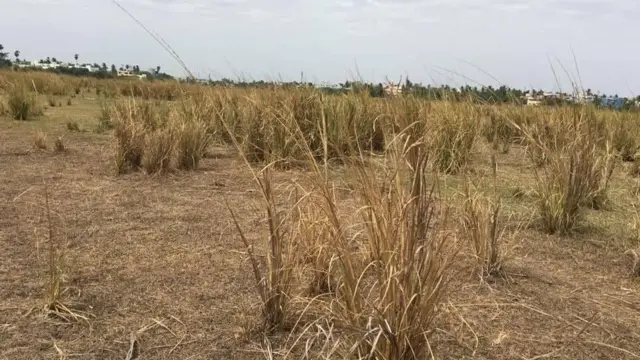 காய்ந்து கிடக்கும் வேங்கைவாசல் ஏரி