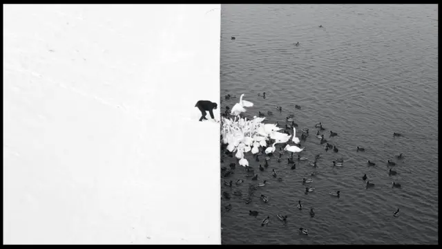 Hombre alimentando cisnes