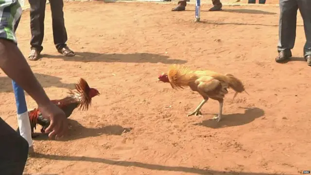 ਮੁਰਗਿਆਂ ਦੀ ਲੜਾਈ