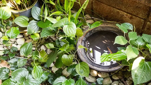 Dengue fever in Sri Lanka