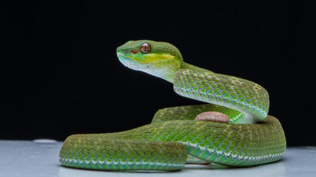 Cobra-verde (Philodryas olfersii)