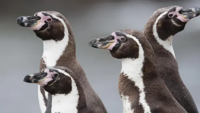 Пінгвін Гумбольдта