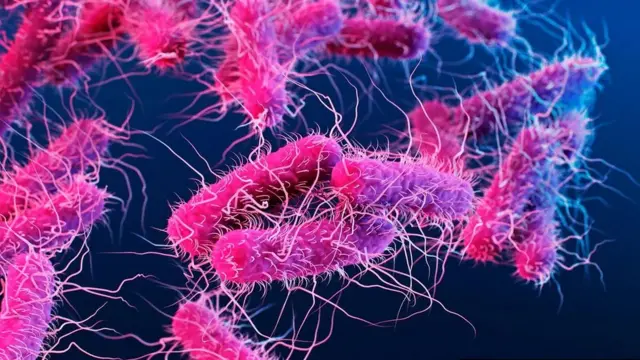 السلمونيلا