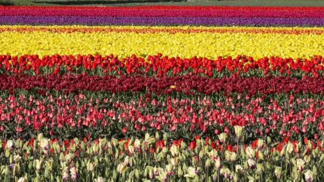 नीदरलैंड्स