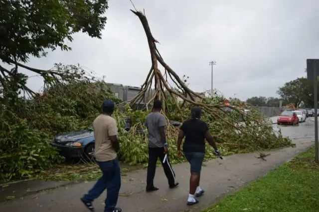 Auto aplastado por un árbol