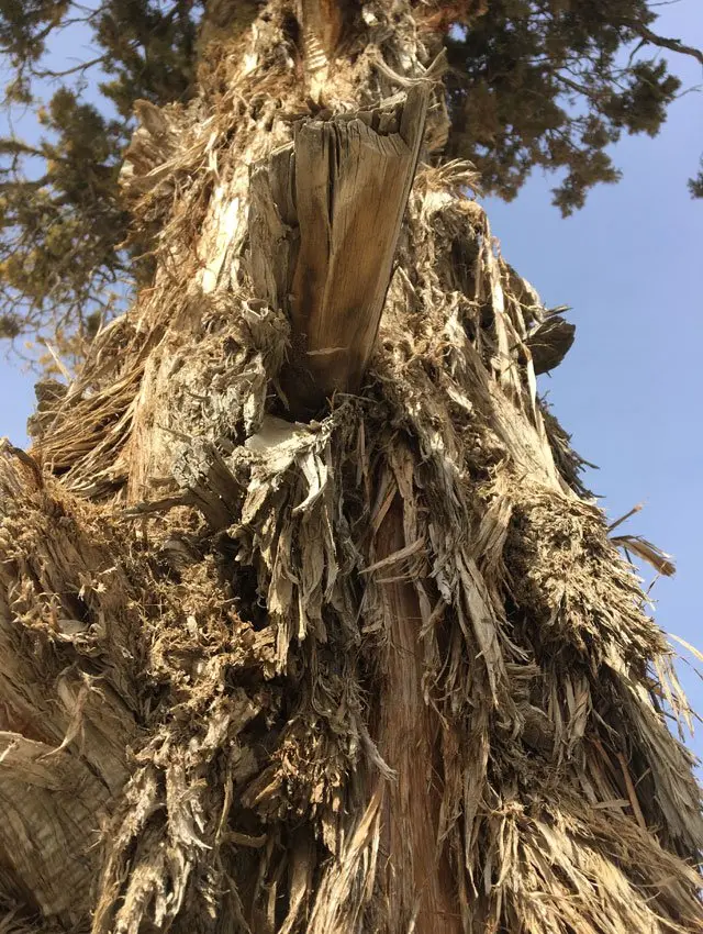 صنوبر کا درخت