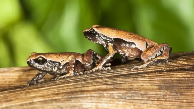 மர்மத் தவளை - மேற்குத் தொடர்ச்சி மலையில் கண்டுபிடிக்கப்பட்ட ரகசியத் தவளை இனம்
