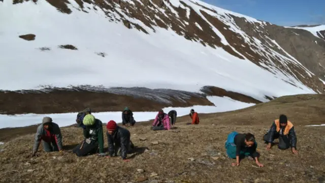 'යාර්සගුම්බා' සොයන නේපාල ජාතිකයන්