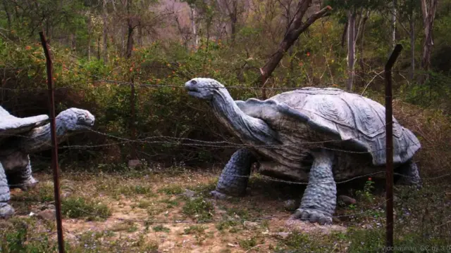 http://www.bbc.com/earth/story/20150519-the-truth-about-giant-tortoises