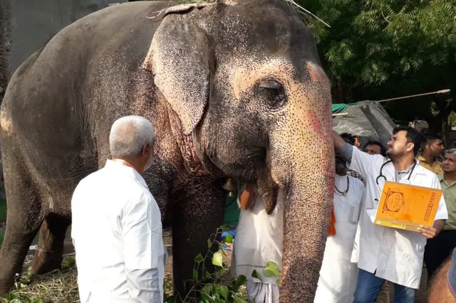 હાથીનું ચેક-અપ થઈ રહ્યું છે
