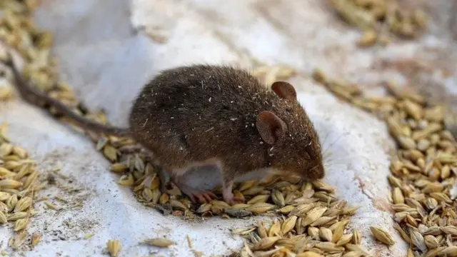 Rus seks bomba porno