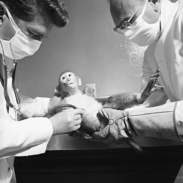 Mono en laboratorio.