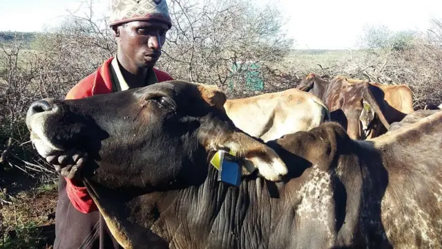 Animales con caravanas inteligentes y un trabajador de la reserva Loisaba Conservancy en África