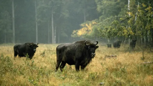 Біловезька пуща