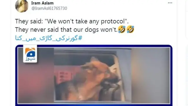 گورنر کا کتا