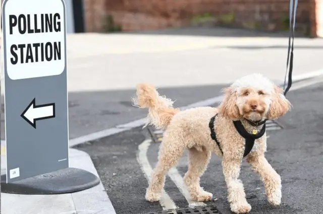 Собака у избирательного участка