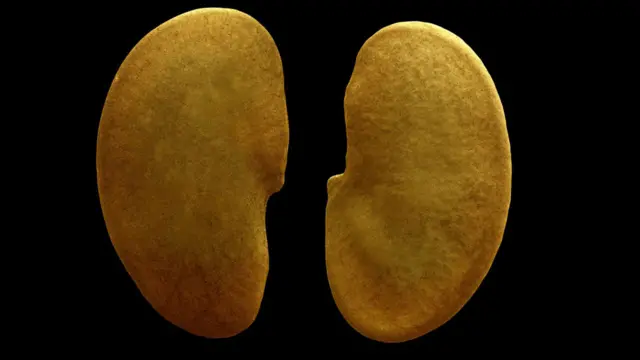 Semilla de Medicago rotata