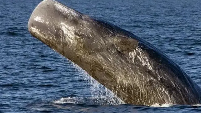 அம்பர்கிரிஸ்