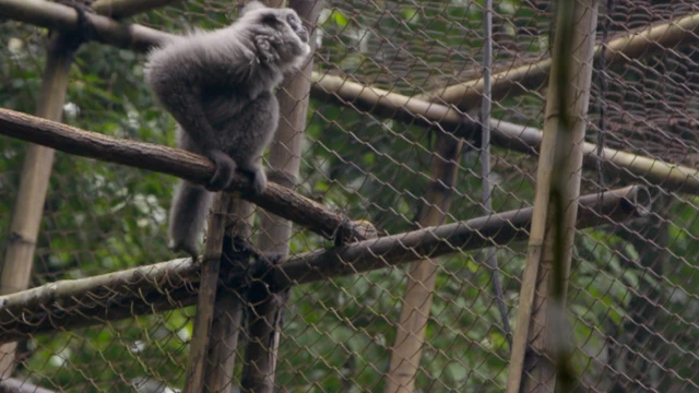 Owa Jawa di dalam kandang habituasi di Gunung Puntang.